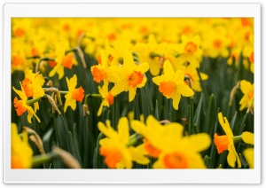 Yellow Daffodils Flowers, Spring Ultra HD Wallpaper for 4K UHD Widescreen desktop, tablet & smartphone