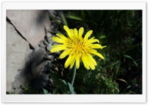 Yellow Daisy Ultra HD Wallpaper for 4K UHD Widescreen desktop, tablet & smartphone