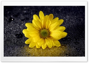 Yellow Daisy Flower Ultra HD Wallpaper for 4K UHD Widescreen desktop, tablet & smartphone