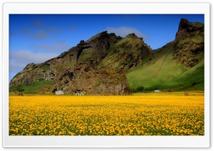 Yellow Dandelion Field Ultra HD Wallpaper for 4K UHD Widescreen desktop, tablet & smartphone