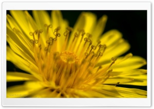 Yellow Dandelion Flower Macro Ultra HD Wallpaper for 4K UHD Widescreen desktop, tablet & smartphone