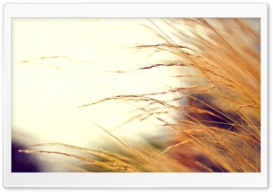 Yellow Ears Ultra HD Wallpaper for 4K UHD Widescreen desktop, tablet & smartphone