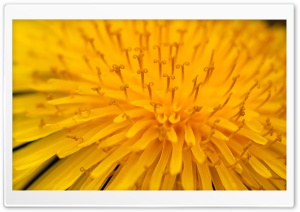 Yellow Flower Ultra HD Wallpaper for 4K UHD Widescreen desktop, tablet & smartphone