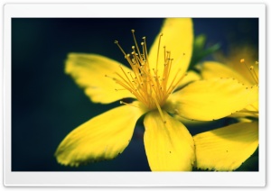 Yellow  Flower Ultra HD Wallpaper for 4K UHD Widescreen desktop, tablet & smartphone