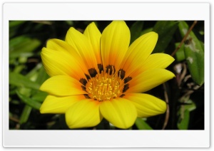Yellow flower Ultra HD Wallpaper for 4K UHD Widescreen desktop, tablet & smartphone