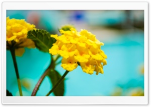 Yellow Flower Ultra HD Wallpaper for 4K UHD Widescreen desktop, tablet & smartphone