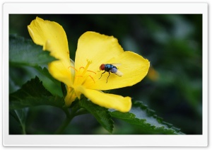 Yellow flower and fly Ultra HD Wallpaper for 4K UHD Widescreen desktop, tablet & smartphone