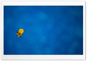 Yellow Flower, Blue Water, Raining Ultra HD Wallpaper for 4K UHD Widescreen desktop, tablet & smartphone