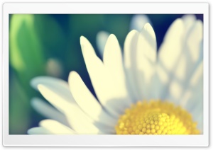 Yellow Flower HD Ultra HD Wallpaper for 4K UHD Widescreen desktop, tablet & smartphone