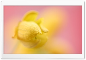 Yellow Flower Ready to Bloom Ultra HD Wallpaper for 4K UHD Widescreen desktop, tablet & smartphone