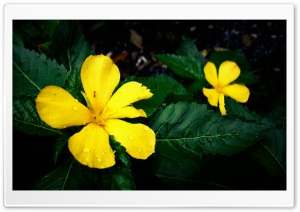 Yellow Flowers Ultra HD Wallpaper for 4K UHD Widescreen desktop, tablet & smartphone