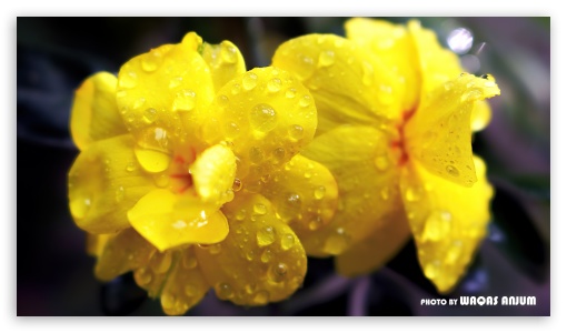 Yellow Flowers UltraHD Wallpaper for 8K UHD TV 16:9 Ultra High Definition 2160p 1440p 1080p 900p 720p ; UHD 16:9 2160p 1440p 1080p 900p 720p ; Mobile 16:9 - 2160p 1440p 1080p 900p 720p ;