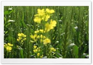 Yellow Flowers - Christian Shashi Seo Ultra HD Wallpaper for 4K UHD Widescreen desktop, tablet & smartphone