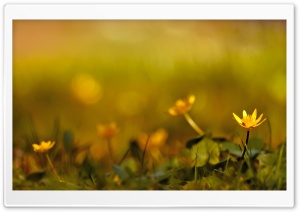 Yellow Flowers Background Ultra HD Wallpaper for 4K UHD Widescreen desktop, tablet & smartphone