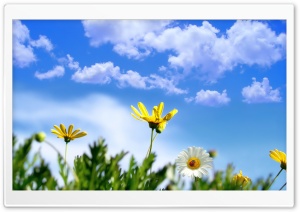 Yellow Flowers Blue Sky Ultra HD Wallpaper for 4K UHD Widescreen desktop, tablet & smartphone