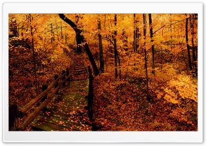 Yellow Forest Ultra HD Wallpaper for 4K UHD Widescreen desktop, tablet & smartphone
