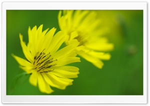 Yellow Ixeris Debilis Flowers Macro Ultra HD Wallpaper for 4K UHD Widescreen desktop, tablet & smartphone
