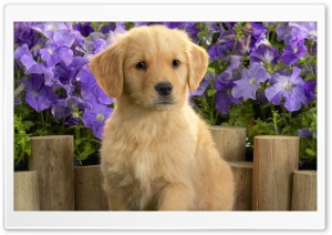 yellow labrador puppy Ultra HD Wallpaper for 4K UHD Widescreen desktop, tablet & smartphone