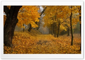 Yellow Leafage Ultra HD Wallpaper for 4K UHD Widescreen desktop, tablet & smartphone