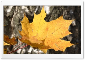Yellow Leaves Ultra HD Wallpaper for 4K UHD Widescreen desktop, tablet & smartphone