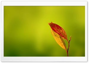 Yellow Leaves Ultra HD Wallpaper for 4K UHD Widescreen desktop, tablet & smartphone