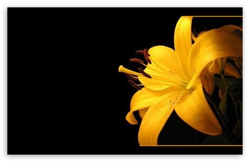 Yellow Lilies UltraHD Wallpaper for Wide 16:10 5:3 Widescreen WHXGA WQXGA WUXGA WXGA WGA ; 8K UHD TV 16:9 Ultra High Definition 2160p 1440p 1080p 900p 720p ; Standard 4:3 5:4 3:2 Fullscreen UXGA XGA SVGA QSXGA SXGA DVGA HVGA HQVGA ( Apple PowerBook G4 iPhone 4 3G 3GS iPod Touch ) ; Tablet 1:1 ; iPad 1/2/Mini ; Mobile 4:3 5:3 3:2 16:9 5:4 - UXGA XGA SVGA WGA DVGA HVGA HQVGA ( Apple PowerBook G4 iPhone 4 3G 3GS iPod Touch ) 2160p 1440p 1080p 900p 720p QSXGA SXGA ;