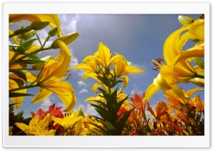 Yellow Lilies Ultra HD Wallpaper for 4K UHD Widescreen desktop, tablet & smartphone