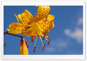Yellow Lily Macro Ultra HD Wallpaper for 4K UHD Widescreen desktop, tablet & smartphone