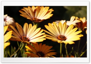 Yellow Marigolds Ultra HD Wallpaper for 4K UHD Widescreen desktop, tablet & smartphone