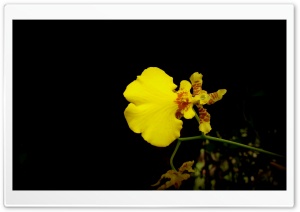 Yellow Orchid Ultra HD Wallpaper for 4K UHD Widescreen desktop, tablet & smartphone