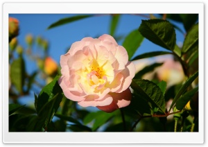 Yellow Pink Rose Garden Flower Ultra HD Wallpaper for 4K UHD Widescreen desktop, tablet & smartphone
