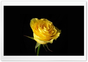 Yellow Rose Ultra HD Wallpaper for 4K UHD Widescreen desktop, tablet & smartphone