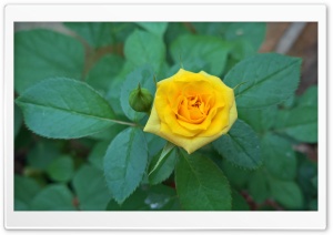 Yellow Rose Ultra HD Wallpaper for 4K UHD Widescreen desktop, tablet & smartphone