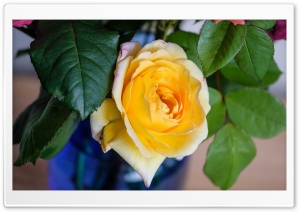 Yellow Rose Flower in a Vase Ultra HD Wallpaper for 4K UHD Widescreen desktop, tablet & smartphone