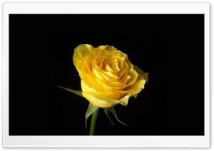 Yellow Rose On Black Background Ultra HD Wallpaper for 4K UHD Widescreen desktop, tablet & smartphone