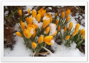 Yellow Snowdrops Spring Flowers Ultra HD Wallpaper for 4K UHD Widescreen desktop, tablet & smartphone