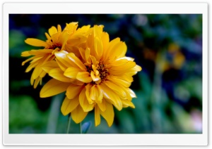Yellow Summer Evening Ultra HD Wallpaper for 4K UHD Widescreen desktop, tablet & smartphone