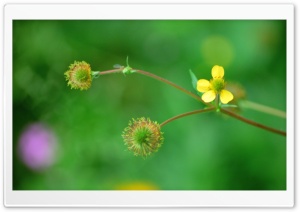 Yellow Things Ultra HD Wallpaper for 4K UHD Widescreen desktop, tablet & smartphone