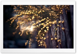 Yellow Tree Blossom Ultra HD Wallpaper for 4K UHD Widescreen desktop, tablet & smartphone