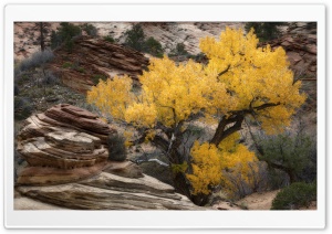 Yellow Tree, Rocks, Zion, Fall Ultra HD Wallpaper for 4K UHD Widescreen desktop, tablet & smartphone