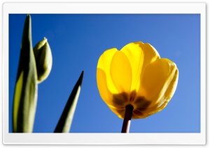 Yellow Tulip Ultra HD Wallpaper for 4K UHD Widescreen desktop, tablet & smartphone