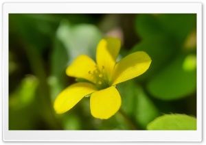 yellow woodsorrel Ultra HD Wallpaper for 4K UHD Widescreen desktop, tablet & smartphone