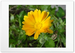 Yellowflower1 Ultra HD Wallpaper for 4K UHD Widescreen desktop, tablet & smartphone