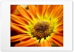 yellowflowers Ultra HD Wallpaper for 4K UHD Widescreen desktop, tablet & smartphone
