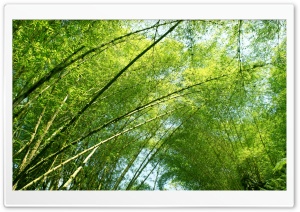 Yosemite Park trees Ultra HD Wallpaper for 4K UHD Widescreen desktop, tablet & smartphone