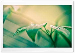 You Are Beautiful Ultra HD Wallpaper for 4K UHD Widescreen desktop, tablet & smartphone