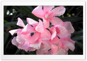 Young Flowers Ultra HD Wallpaper for 4K UHD Widescreen desktop, tablet & smartphone