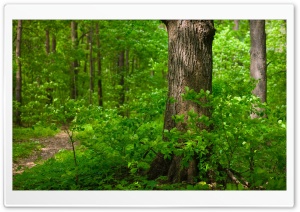 Young Forest, Summer Ultra HD Wallpaper for 4K UHD Widescreen desktop, tablet & smartphone