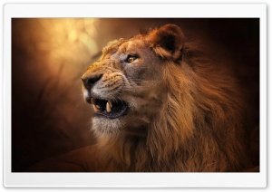 Young Lion Ultra HD Wallpaper for 4K UHD Widescreen desktop, tablet & smartphone