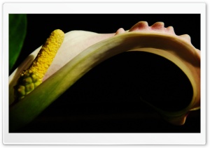 Zantedeschia Flower Ultra HD Wallpaper for 4K UHD Widescreen desktop, tablet & smartphone